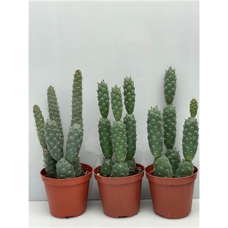 Опунция Диадемата Инермис