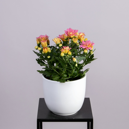 Хризантема Маргарита Розовая