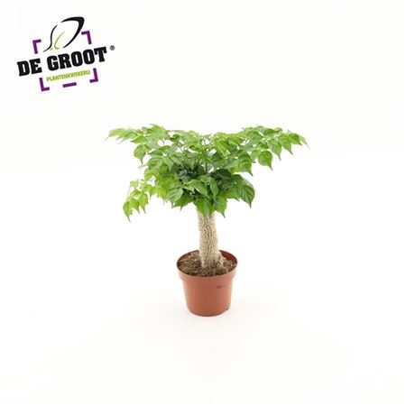 Радермахера в джуте