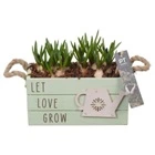 Мускари в зеленом ящике PTMB6268