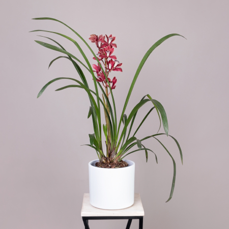 Цимбидиум Микс 1ст