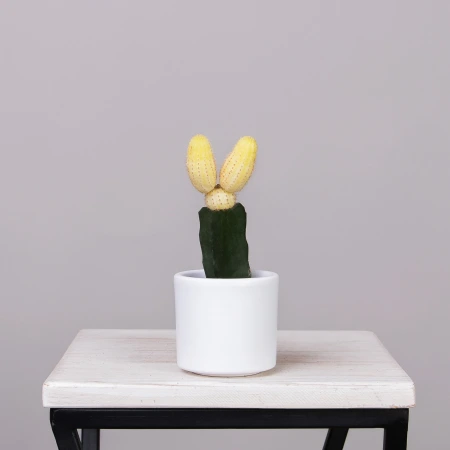 Гимнокалициум Желтый