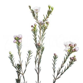 Хамелациум "Белый"