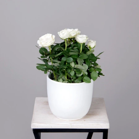 Роза Инфинити Белая