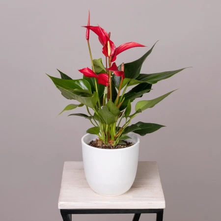 Антуриум андрианум Многоцветковый Ройя Красный