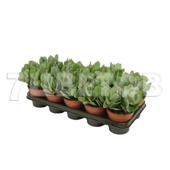 Крассула Древовидная