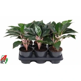 Аглаонема Мистерио