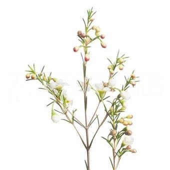 Хамелациум "Кристал Перл"