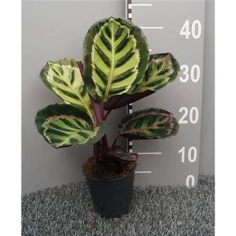 Калатея Розеопикта К