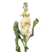 Маттиола "Айрон Йеллоу"