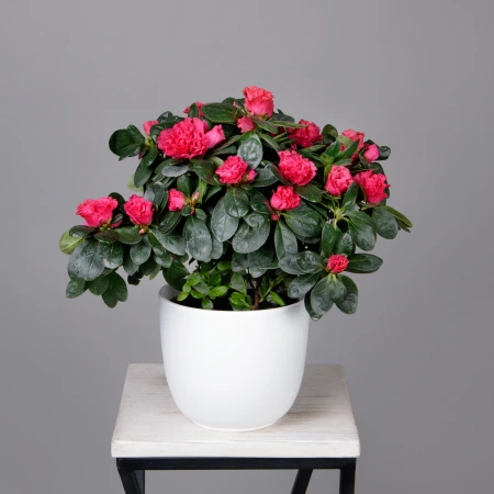 Азалия Фландрес Красная