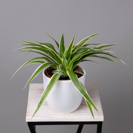 Хлорофитум Ириш