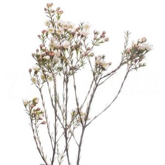 Хамелациум "Блонди"