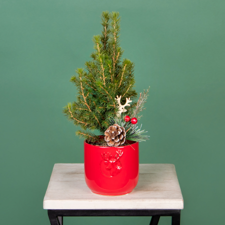 Ель Коника в красном керамическом кашпо с оленем PTK25349