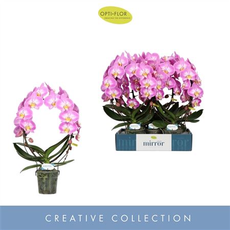 Фаленопсис Мирракл Киара Круг 2 ст Розовый