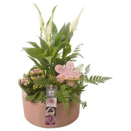 Цветущая Композиция в розовом кашпо с цветочком Ptib7065