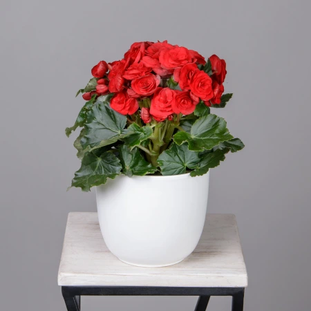 Бегония элатиор Баладин (Красная)