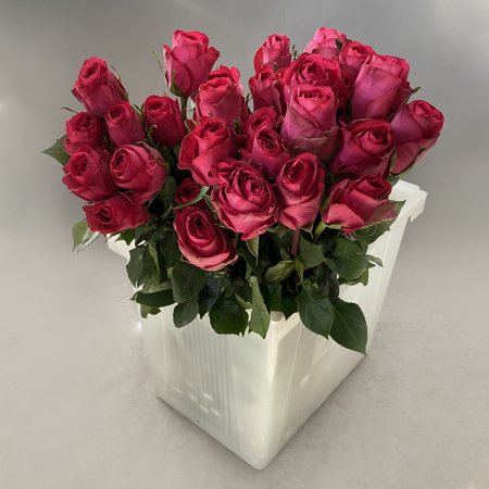 Роза "Мадам Чериз"