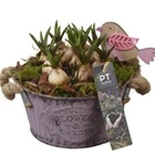 Мускари в фиолетовом круглом цинковом кашпо PTMB6161