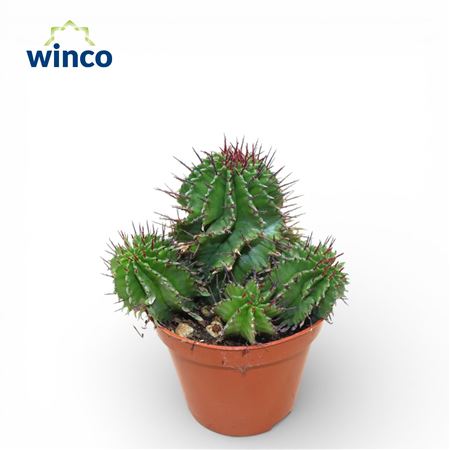 Эуфорбия Хоррида