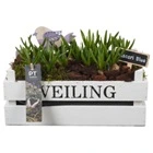 Мускари в белом ящике PTMB6272