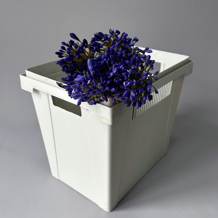 Агапантус "Атлантик Оушн"