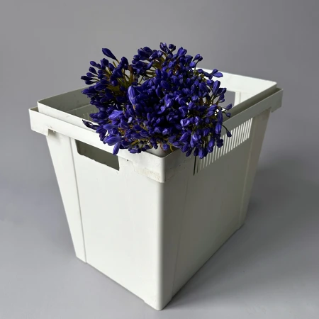 Агапантус "Атлантик Оушн"