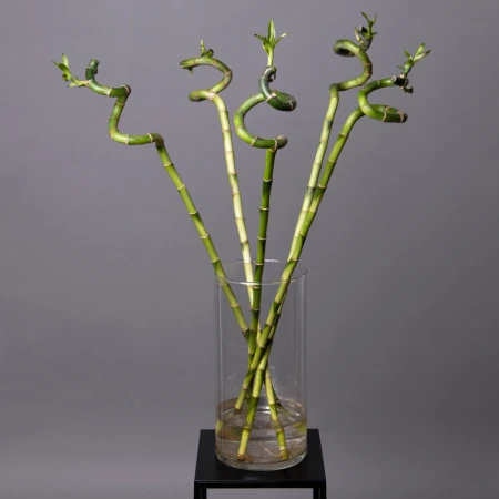 Бамбук Лаки спираль