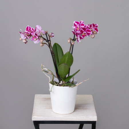 Фаленопсис Литтл Колибри Спотти 2 ст