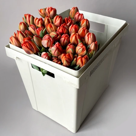 Тюльпан "Эн Эрмитаж"