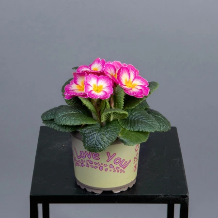 Примула Акаулис Микс