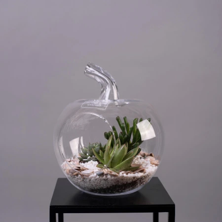 Суккулент/Кактус Композиция в стекле Яблоко