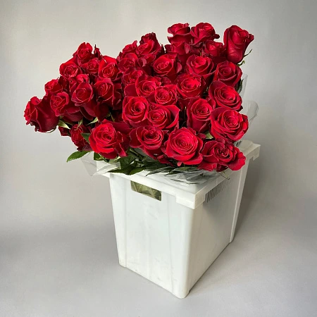 Роза "Фридом"