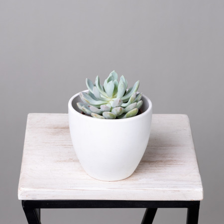 Эхеверия Элеганс