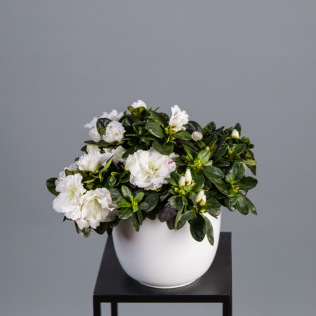 Азалия Индика белая