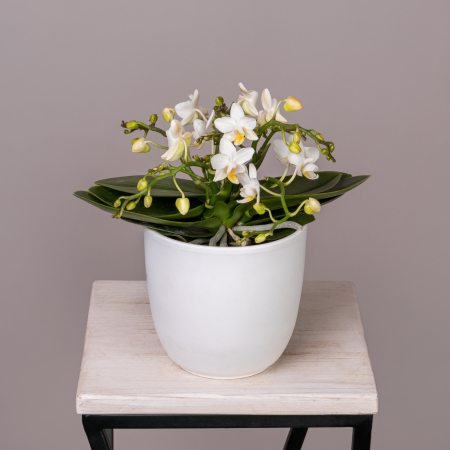 Фаленопсис Тейбл Витни Белый 4 ст