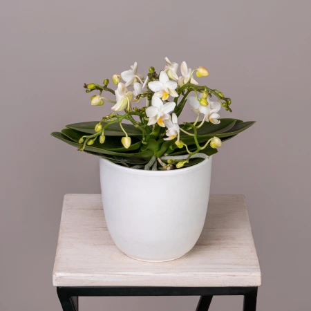 Фаленопсис Тейбл Витни Белый 4 ст