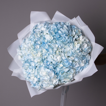 Букет Гортензия "Скай Блю" 