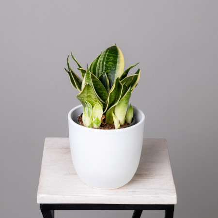 Сансевиерия Мини К