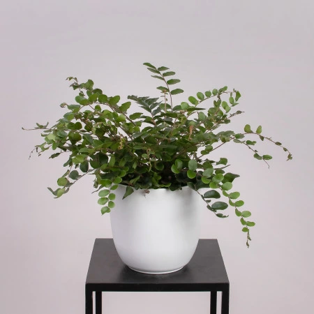 Пеллея Ротундифолиа