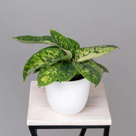 Хомаломена Камуфляж