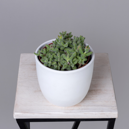 Делосперма Эхинатум