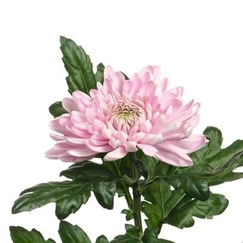 Хризантема одноголовая "Россано"