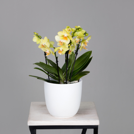 Фаленопсис Дэззлинг Альбенга Желтый 3-4 ст