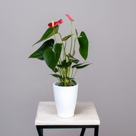 Антуриум андрианум Джамбо Красный в керамике