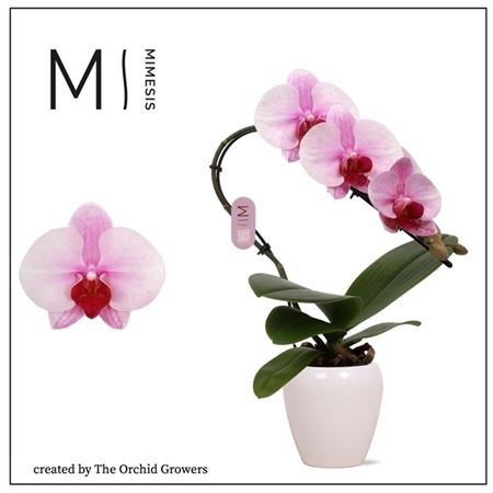 Фаленопсис Каскад Маймис Сван Розовый в белой керамике