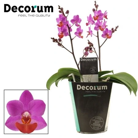 Фаленопсис Тейбл Мистери малиновый 2 ст.