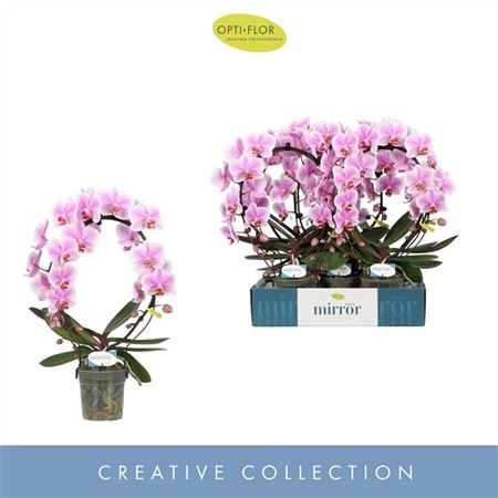 Фаленопсис Мирракл Жасмин 2 ст