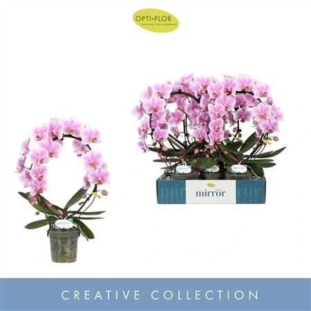 Фаленопсис Мирракл Жасмин 2 ст