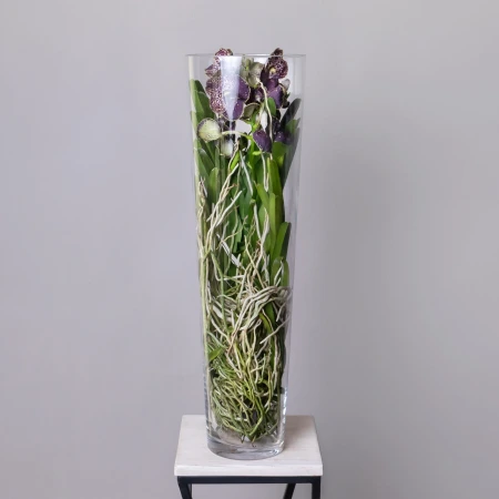 Ванда в стекле Мишель